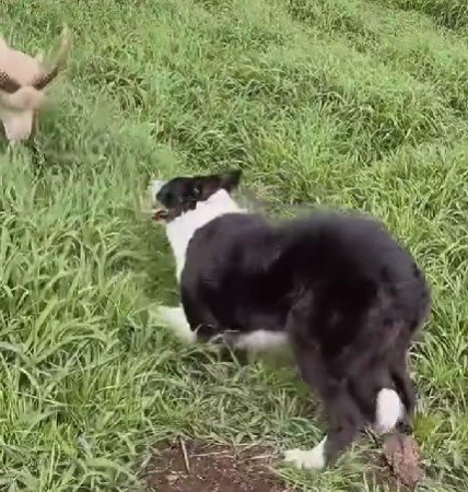 羊さんが狙いを定めて…