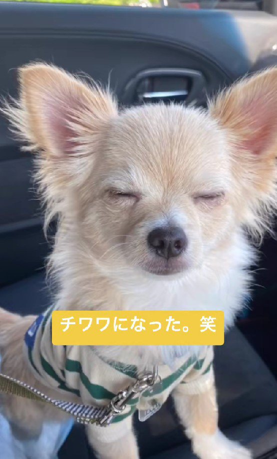 可愛くてたまらない