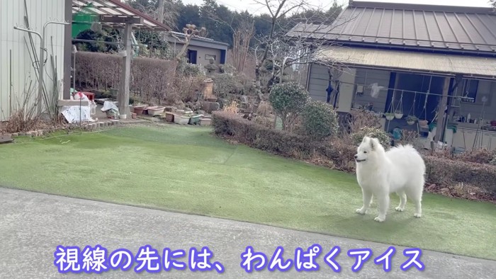 視線の先には後輩犬