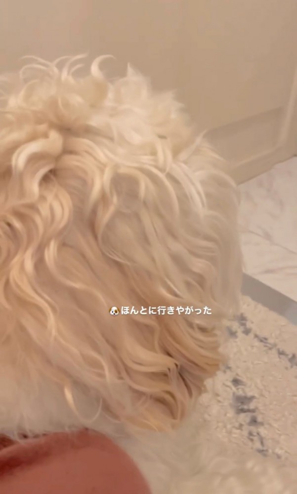 背中を向けた犬の後ろ姿