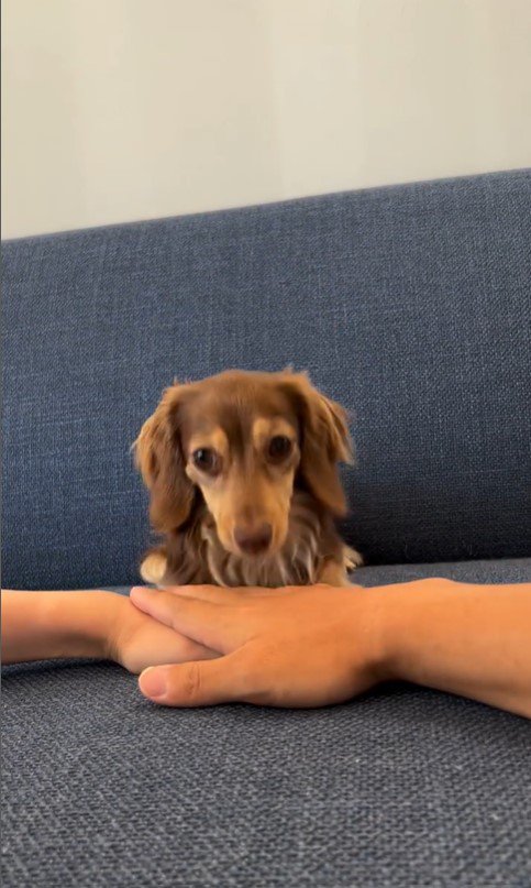 ティアちゃんの手を重ねるチャレンジ5