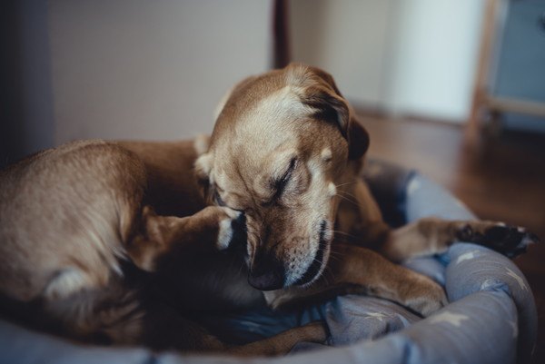 目を後ろ足でこする犬