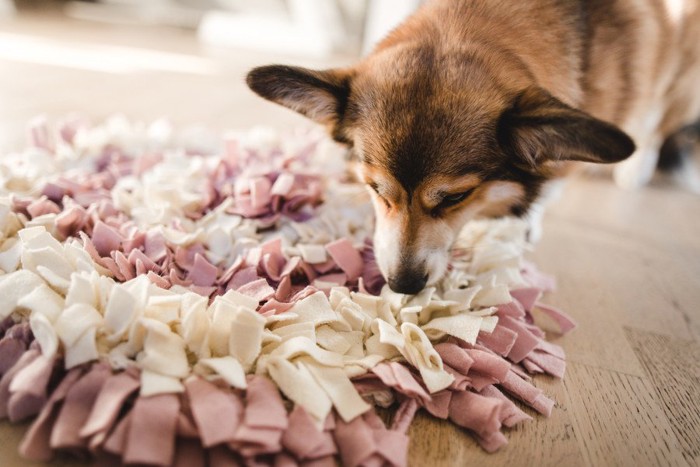 マットの匂いを嗅ぐ犬