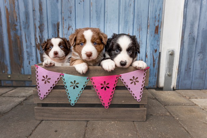 木箱の中に並んで入っているミニチュアアメリカンシェパードの子犬たち