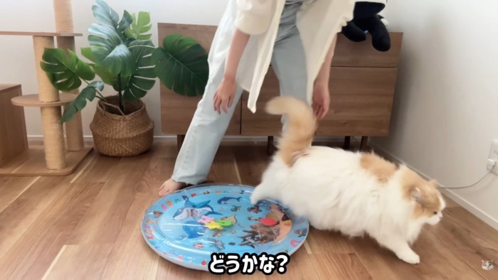 すぐにベッドから降りるレモンさん