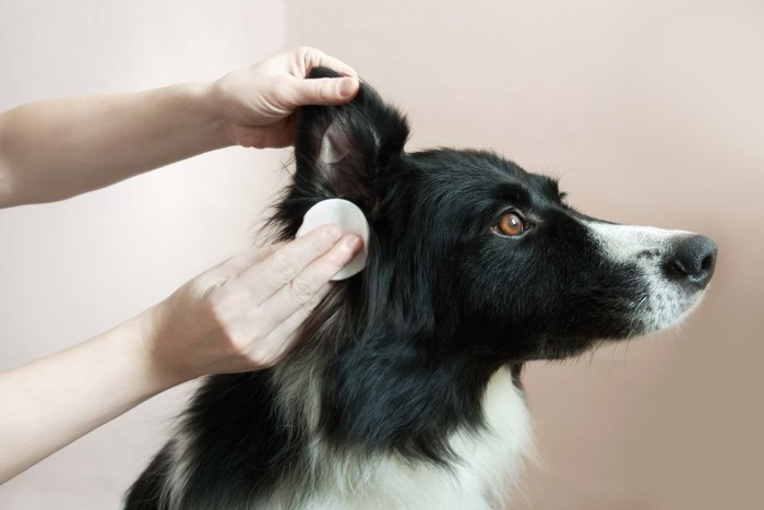 耳を拭いてもらっている犬