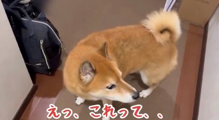 廊下でキョトンとしている犬