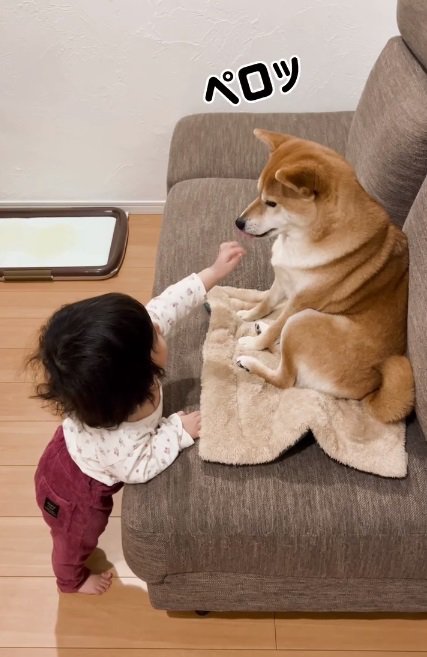 ゆーちゃんの手を舐めるむぎちゃん