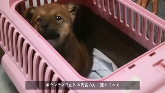 クレートに入る犬