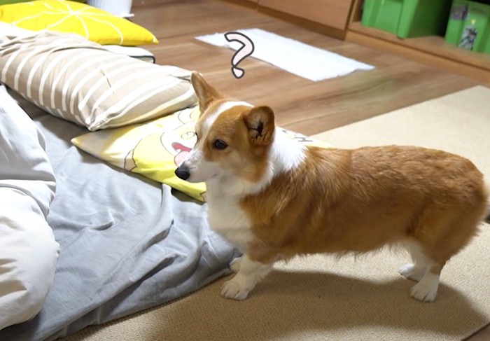 ？という犬