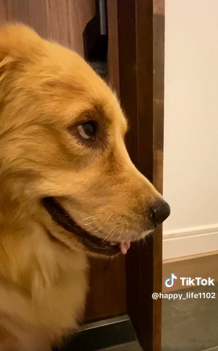 上目遣いのハッピーちゃん