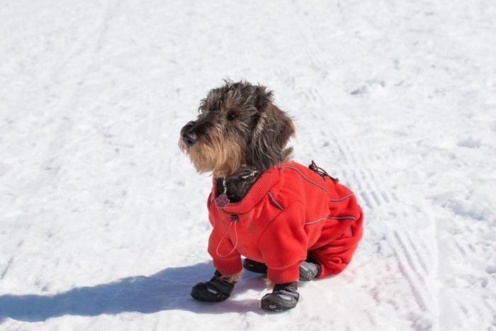 靴を履いた犬