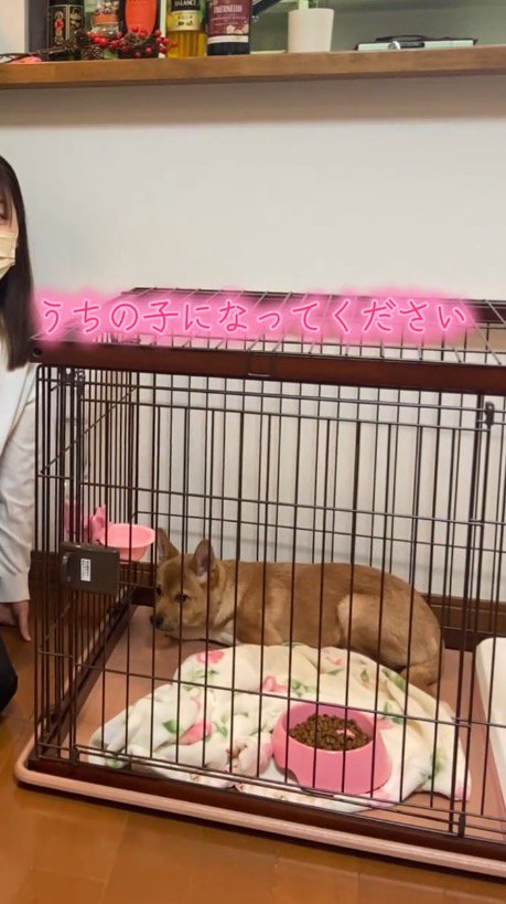 ケージに入った子犬に寄り添う女性