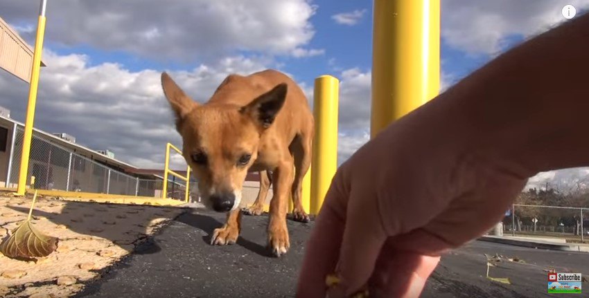 恐る恐る近づく犬