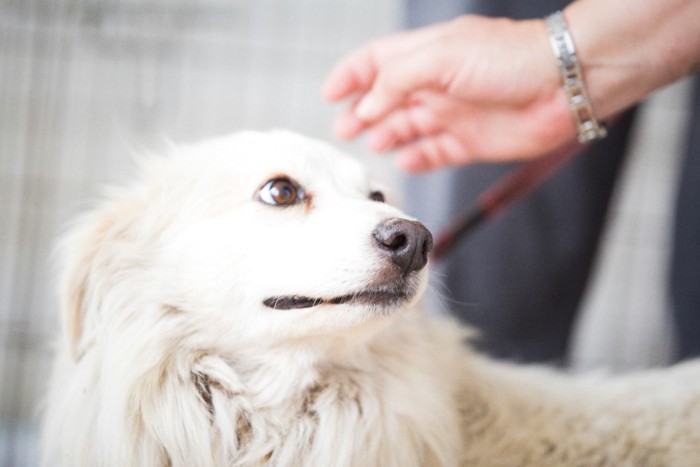 触られるのが嫌そうな犬