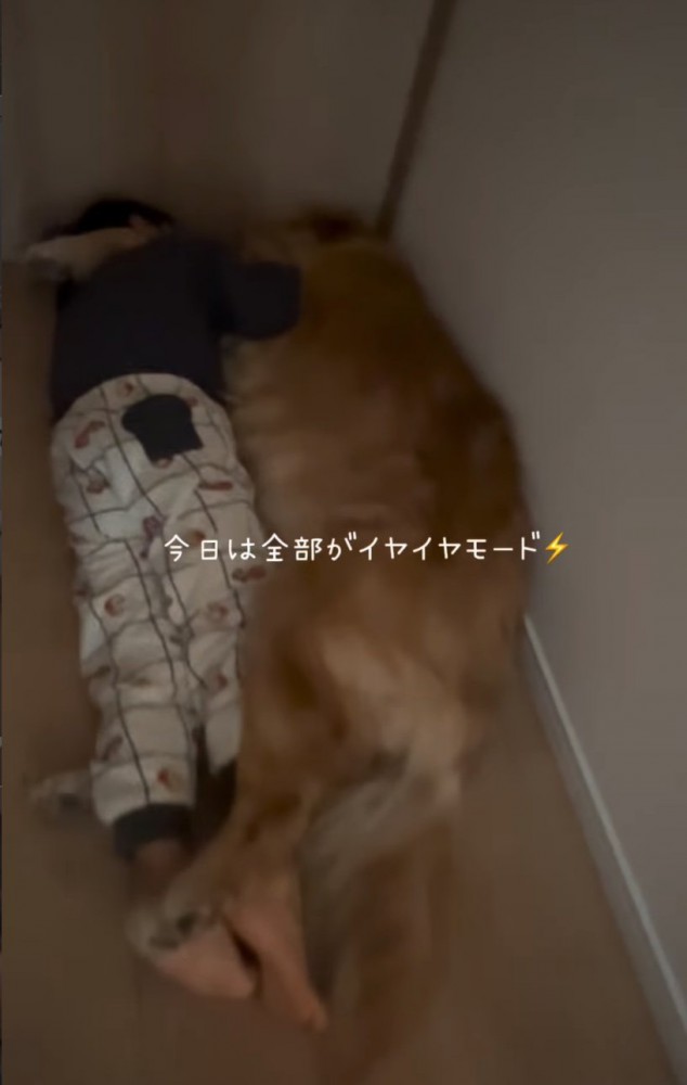 男の子を抱きしめる大型犬