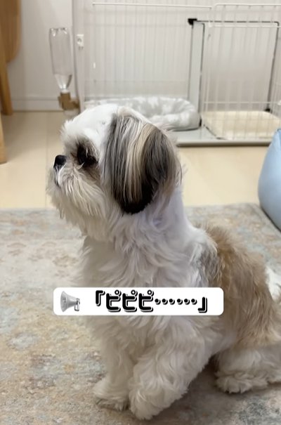 音に反応する小型犬