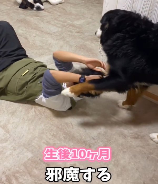 邪魔をする犬