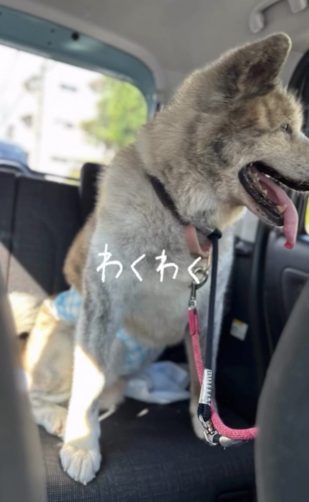 車の中で外を見る犬