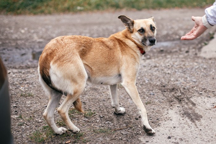 しっぽを下げて人の手を避ける犬