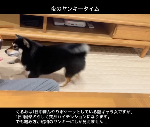 ヤンキーのように絡むくるみちゃん2