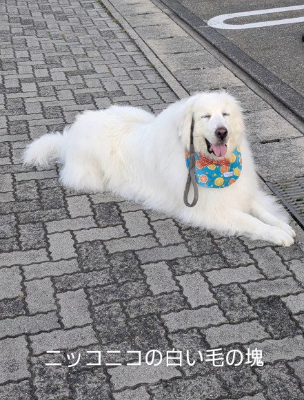 無邪気な超大型犬でした！！