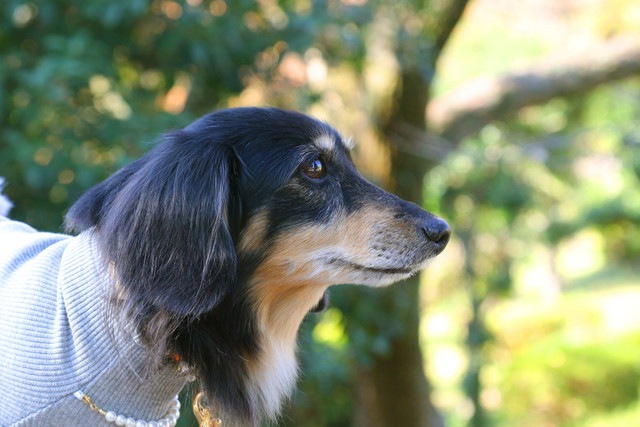 見つめる犬