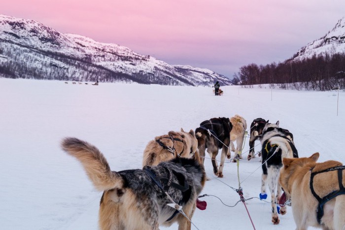 雪の中ソリを引く犬たちの後ろ姿