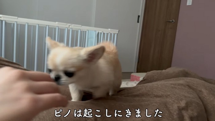 手のにおいをかぐ薄茶の犬