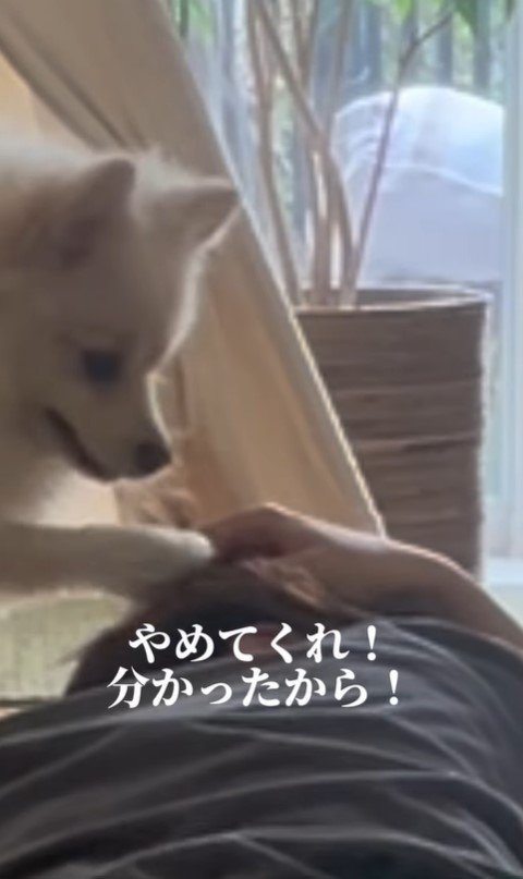 飼い主さんが寝ていた時のエマくん＆ハルくん8