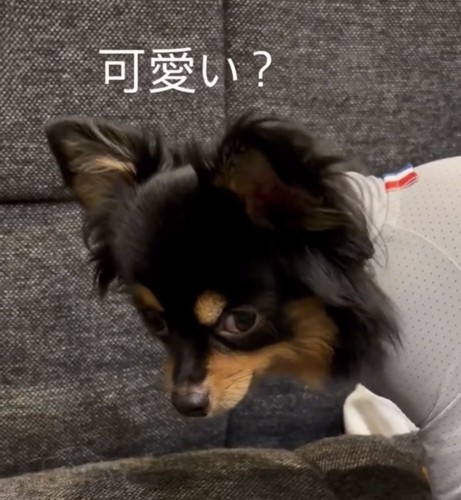 横目で見つめる犬