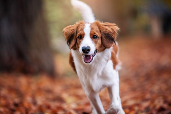 明るい表情で走るコーイケルホンディエ