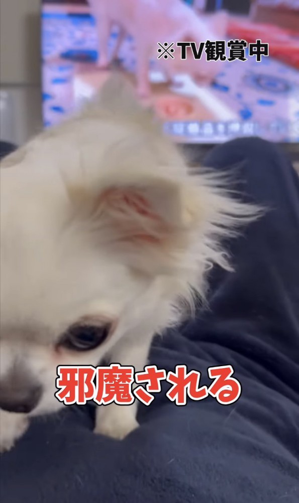 テレビを見る飼い主さんの上にのるチワワ