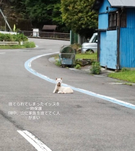 県道の真ん中に座り込む犬