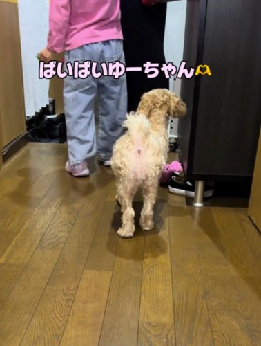 お姉ちゃんに外出のあいさつをする家族