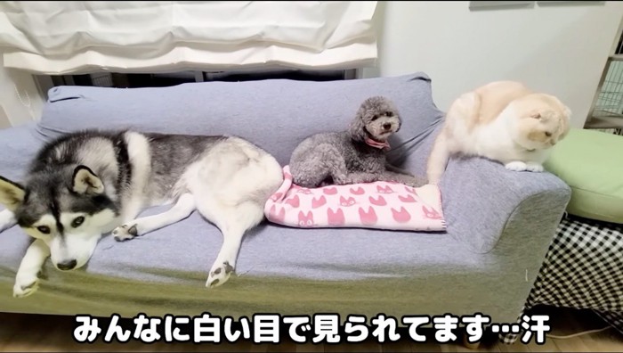 飼い主を見るハスキー犬、トイプードル、猫