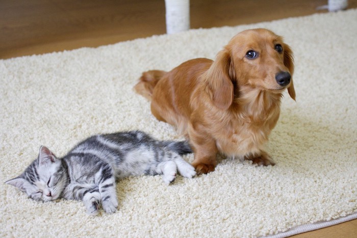 ダックスと猫