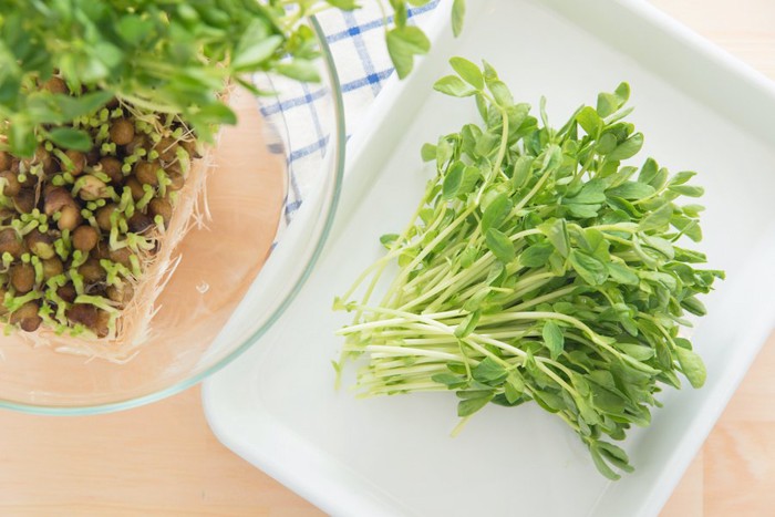 透明の食器と白いお皿に乗った豆苗