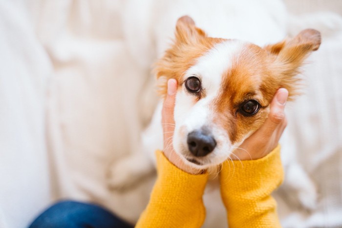 顔を触られても嫌がらない犬