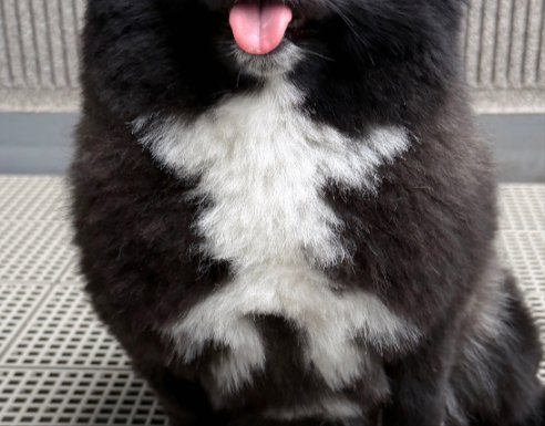 お腹