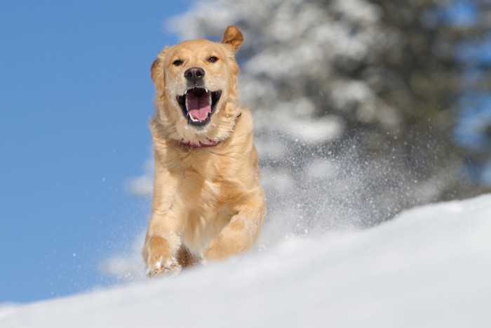 雪の中で遊ぶゴールデンレトリバー