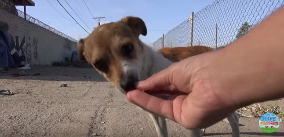 手から直接食べ物を受け取る犬