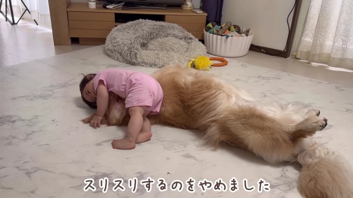 ほのちゃんが来たら静かになる