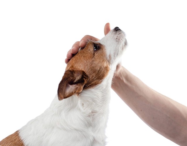 頭を撫でられる犬