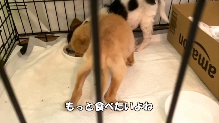 ご飯を食べる子犬たち