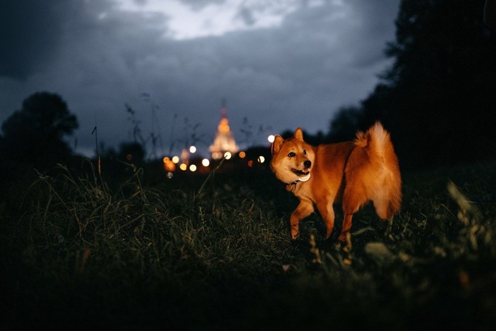 暗闇で振り向く犬