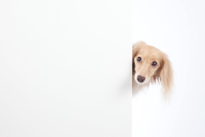 横から覗き込む犬