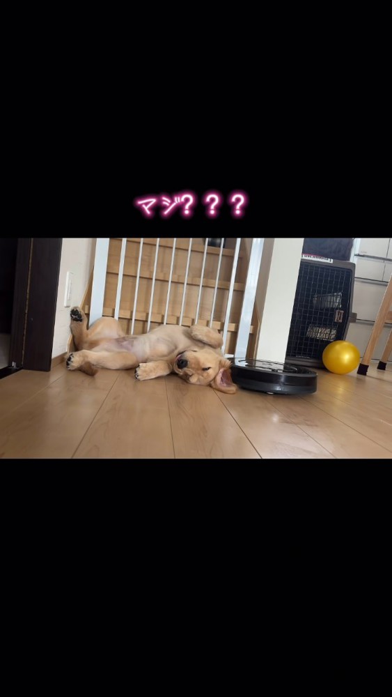 耳を吸ってしまいそうなルンバと起きない犬