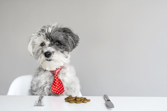 赤いネクタイをして食卓の椅子に座る犬