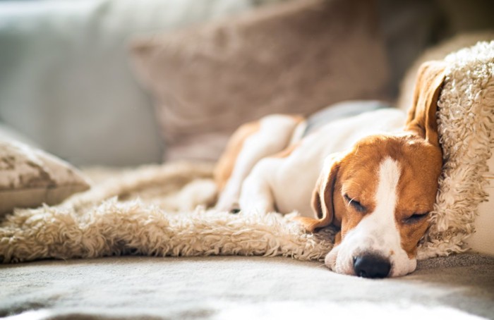 安心して眠る犬